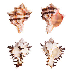 Murex Seashells