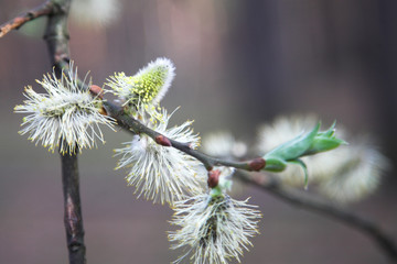 Blossoming branch