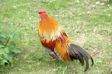 coq de bruyere