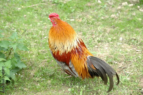 grandes galeries d’images de coq