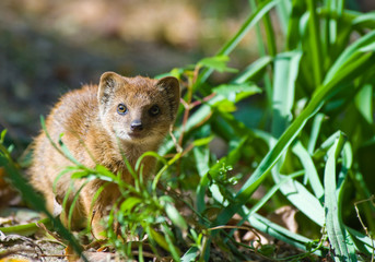 cute yellow mongoose