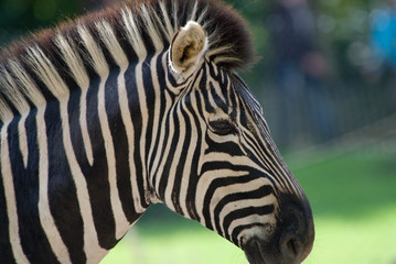 Fototapeta na wymiar piękne zebra