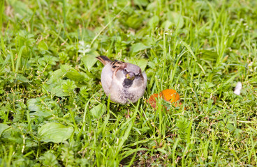 Sparrow in a grass