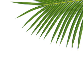frange de palmier