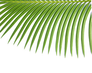 Obraz premium chevelure de palmier