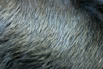 Shiny black fur of dog