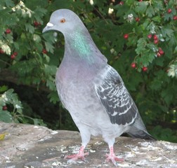 Gestatten mein Name ist Taube