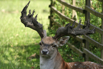 Mesopotamischer Damhirsch 1