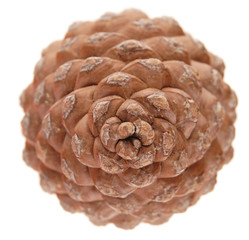 Pinus pinea (stone pine) cone, isolated, top view