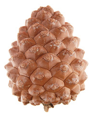 Pinus pinea (stone pine) cone, isolated