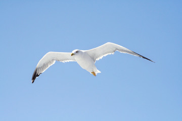 Naklejka premium seagull on a flight