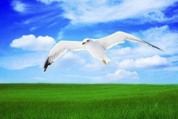 Fototapeta premium seagull on a flight