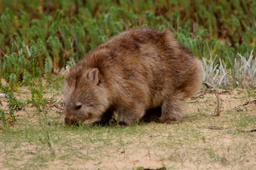 Wombat