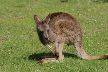 Känguru - Kangaroo