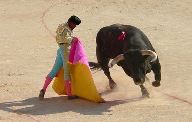 Obraz premium żniwa byków