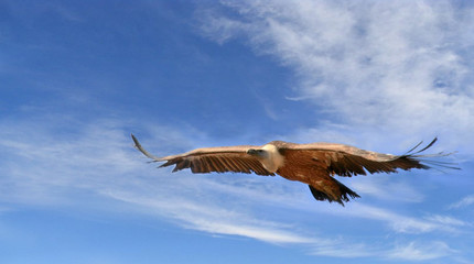 vautour planant