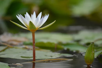 Fotobehang Zen zen  © razorconcept