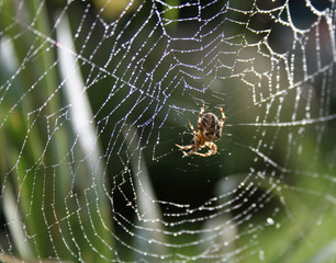 The original web designer