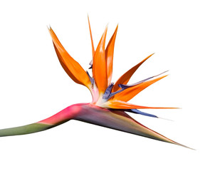 Bird of Paradise Flower - 4426368