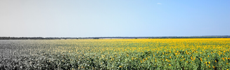 Sunflower Field in Ukraine