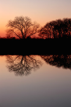 Bare Trees at Sunset