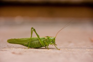 Locust