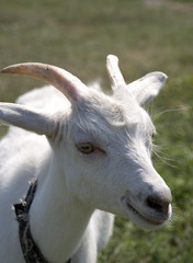 smiling goat