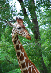 giraffe