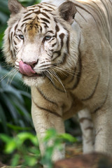 White Tiger
