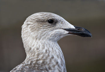 Seagull portrait