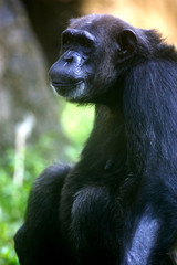 Chimpanzee