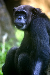 Chimpanzee