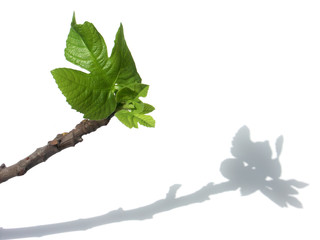 ombre de figuier © Unclesam