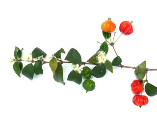 branche de cerisier du Brésil avec fleurs et fruits