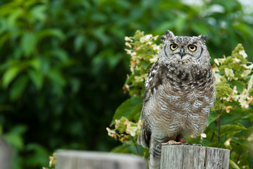 Eagle Owl