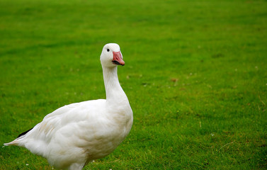 White goose