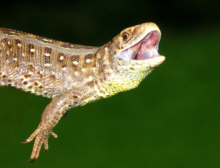 lizard