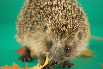 Hedgehog and maple leaves on a green background.