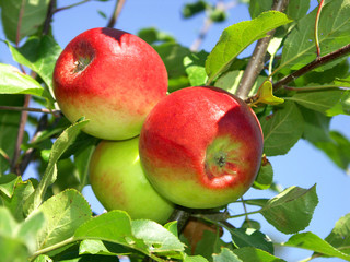 ripe three apple on tree