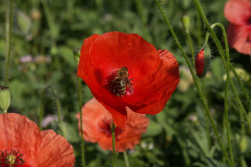 Fototapeta premium Mohn