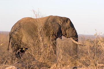 elephant at kruger park