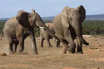 Fototapeta premium young elephants playing with nom looking on