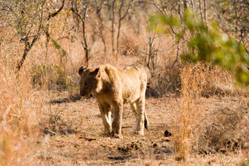 lion at kruger park