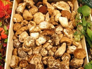 Cagette de Champignon