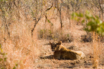 lion at kruger park
