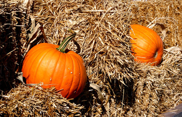 Fall Pumpkins 1