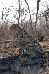 cheetah, kruger park