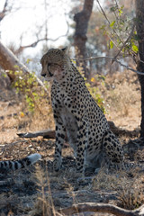 cheetah, kruger park