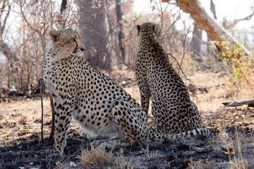 cheetah, kruger park