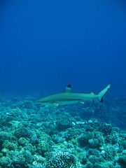 Tiburon punta negra de Tahiti